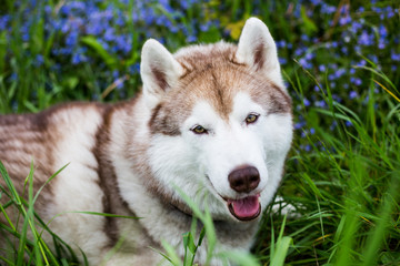 Portrait of smiley beige dog breed siberian husky with tonque hanging out lying in the green forest