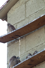 Lesser kestrel, breeding, Falco naumanni