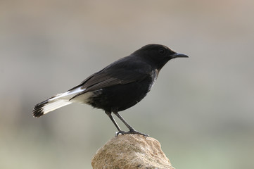 Male of Black wheatear, Oenanthe leucura