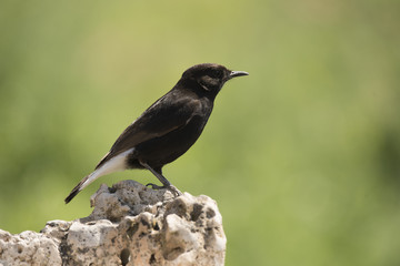 Obraz premium Male of Black wheatear, Oenanthe leucura