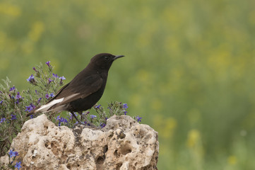 Male of Black wheatear, Oenanthe leucura