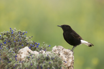 Male of Black wheatear, Oenanthe leucura