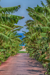 Fototapeta premium Bunch of ripe bananas on tree. agricultural plantation at thailand