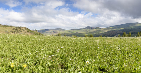 Fototapeta na wymiar A Meadow of White Mule's Ears, Southwestern Idaho, Southeastern Oregon
