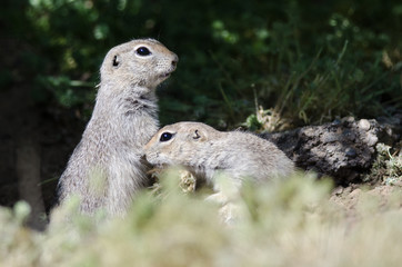 Two Alert Little Ground Squirrels Standing Guard Over Their Home