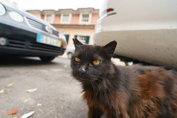 Brown and black Lissbon' cat on the city street
