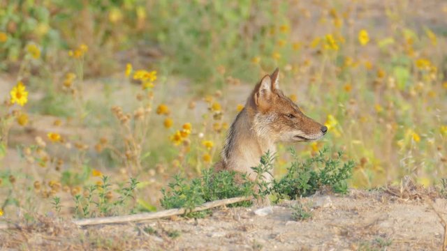 Focusing on the jackal in desert Negev
