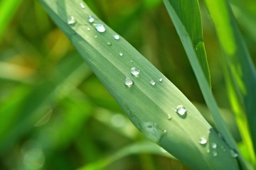 Naklejka premium Water drops on stem of reeds on a sunny morning after the rain, looks like pearls placed on green leaf