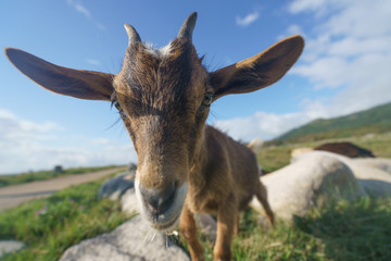 Young portuguese goat at the sunny summer day