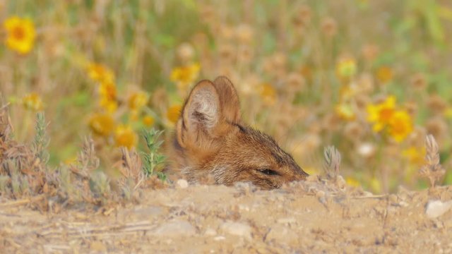 Jackal lying in the grass against a background of yellow flowers raising up his head