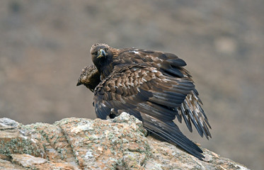 Aguila real protege la presa