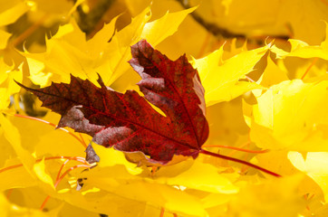 Solitary Red Leaf Embedded Among the Golden Maple Leaves of Autumn