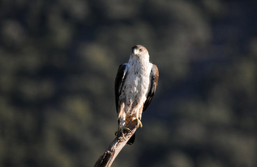 Macho de aguila perdicera