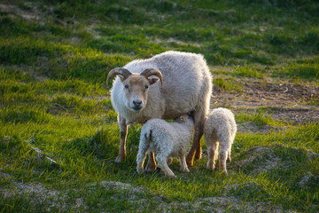 Naklejka na ściany i meble Sheep family in Hofn, Iceland