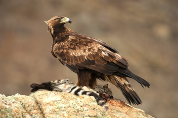 Aguila real con una gineta