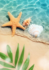 Fototapeta na wymiar starfish and seashell on the summer beach in sea water.