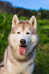 Portrait of friendly husky dog on green grass background