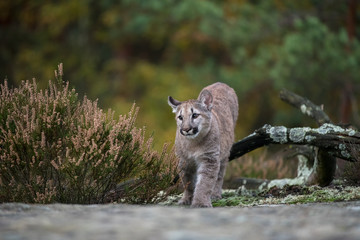 An endangered Florida PantherCougar(Puma concolor)