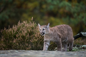 An endangered Florida PantherCougar(Puma concolor)