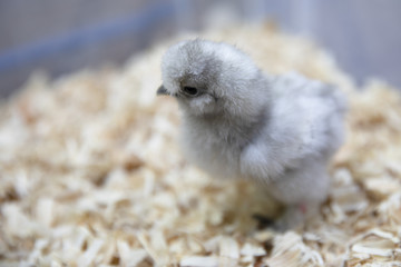 Cute Silkie Chick in Brooder
