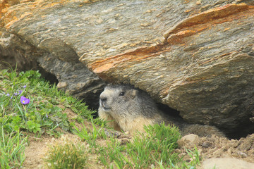 marmot in front of the den
