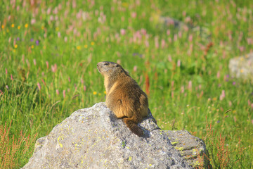 marmot on the stone in mountain