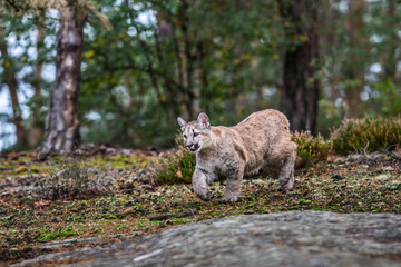 An endangered Florida PantherCougar(Puma concolor)