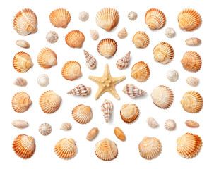 Pattern of exotic sea shells and starfish isolated on white background. Flat lay, top view.