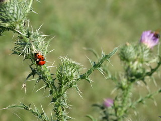 piante e fiori in campagna