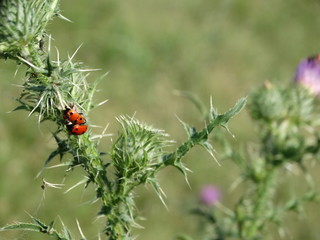 Obraz premium coccinelle sul fiore