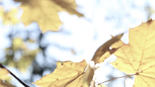 Beautiful calm autumn natural background. Real time full hd video footage.