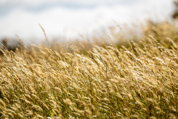 Fototapeta premium Gräser am Rand eines Feldes in Schweden