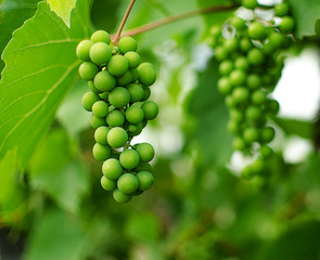 The grapevine grows in the open air in the autumn