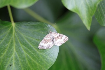 Scotopteryx bipunctaria