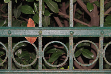 Eisenzaun © Asray Laleike