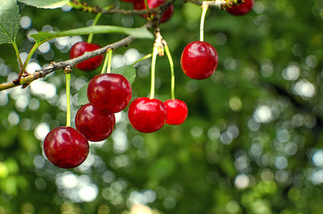 red ripe cherry on a background
