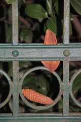 Eisenzaun © Asray Laleike