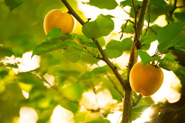 Ripe Sweet Apricot Fruits on Branch among Green Leaves at Warm Sunny Day