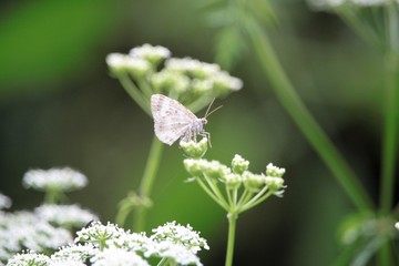 Scotopteryx bipunctaria