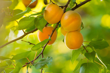 Ripe Sweet Apricot Fruits on Branch among Green Leaves at Warm Sunny Day