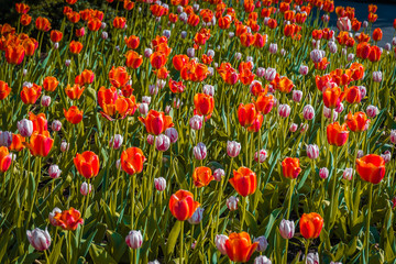 Fototapeta premium Tulips festival in Ottawa, Canada