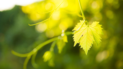 Young Grape Vine on Blurred Green Background in Bright Sun Rays