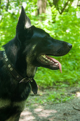 A Shepherd on the walk. 