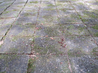 Old stone tiles with weeds and moss growing between the cracks 