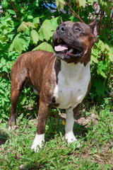 American staffordshire terrier puppy is standing on a green meadow.