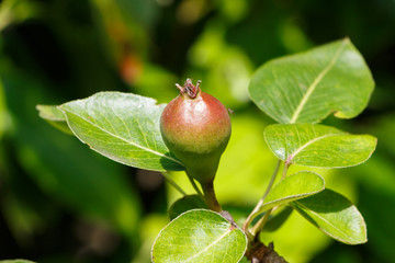 Poire murissant sur branche de poirier