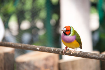 The Gouldian finch or Erythrura gouldiae, male, aka the Lady Gouldian finch, Goulds finch or the rainbow finch