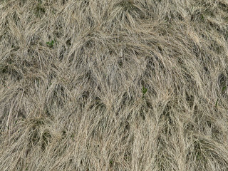 last year's grass 