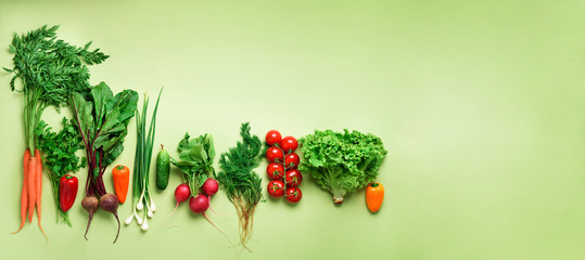 Organic vegetables and garden tools on green background with copy space. Banner. Top view of carrot, beet, pepper, radish, dill, parsley, tomato, lettuce. Veggies growing in soil. Vegan, eco concept