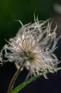 Apache plume Fallugia paradoxa